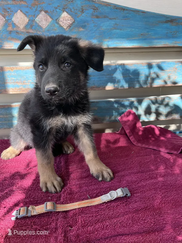 Orange puppy  – German Shepherd Dog puppy for sale in Fowler, CO