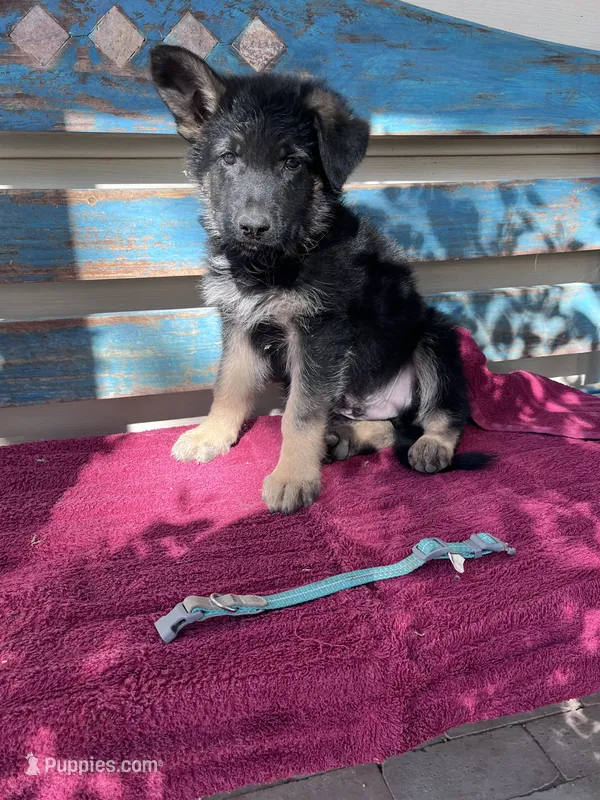Teal puppy  – German Shepherd Dog puppy for sale in Fowler, CO