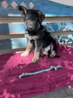 Teal puppy , a male German Shepherd Dog for sale in Fowler, CO – 1 of 2