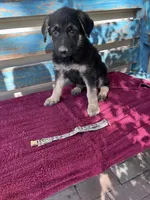 Shay, a female German Shepherd Dog for sale in Fowler, CO – 3 of 3