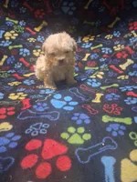 Baby boy, a male Maltipoo and Poodle - Toy  for sale in Fairmont, NC – 5 of 5