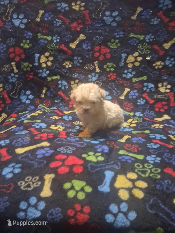 Baby boy – Maltipoo, Poodle - Toy  puppy for sale in Fairmont, NC