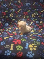Baby boy, a male Maltipoo and Poodle - Toy  for sale in Fairmont, NC – 1 of 5