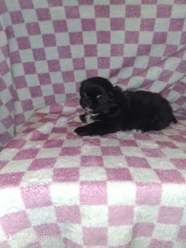 Small boy – Pekingese puppy for sale in Fairmont, NC