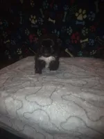 Small boy, a male Pekingese for sale in Fairmont, NC – 3 of 3