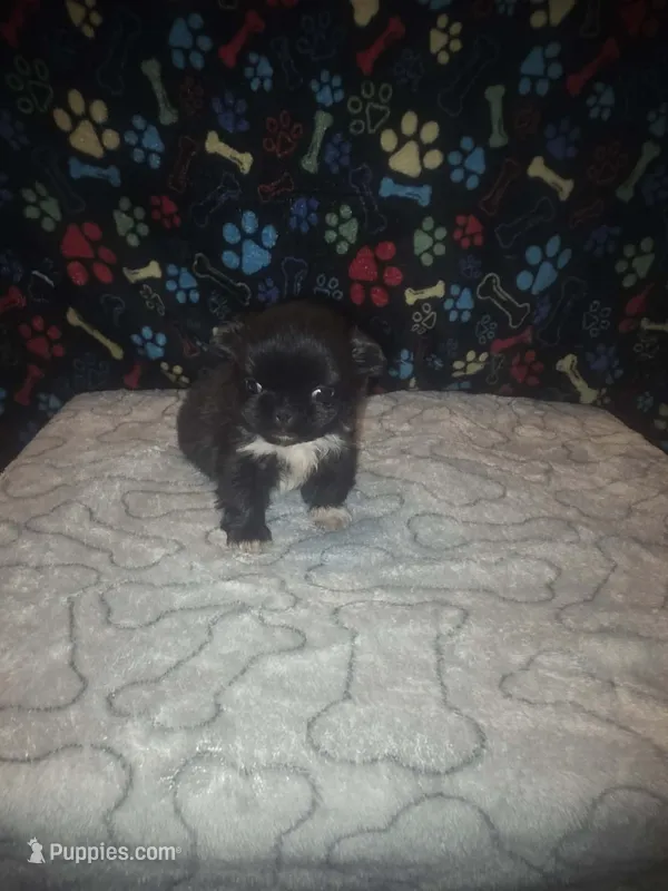 Small boy, a male Pekingese for sale in Fairmont, NC – 1 of 3
