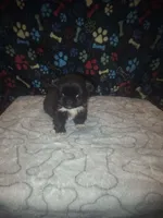 Small boy, a male Pekingese for sale in Fairmont, NC – 1 of 3