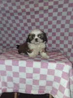Handsome man, a male Shih Tzu for sale in Fairmont, NC – 6 of 7