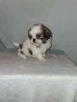 Little girl, a female Shih Tzu for sale in Fairmont, NC – 5 of 5