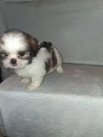 Little girl, a female Shih Tzu for sale in Fairmont, NC – 2 of 5