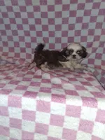 Handsome man, a male Shih Tzu for sale in Fairmont, NC – 4 of 7
