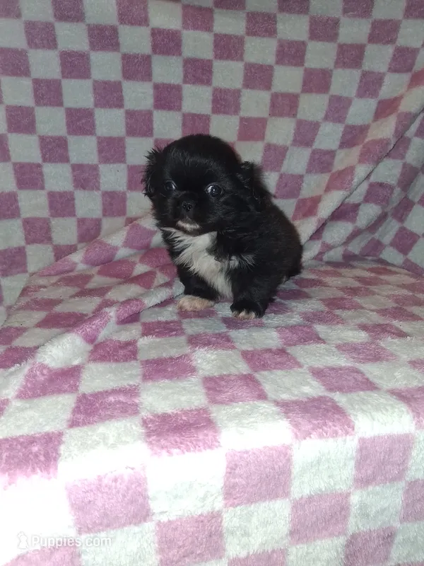 Big boy  – Pekingese puppy for sale in Fairmont, NC