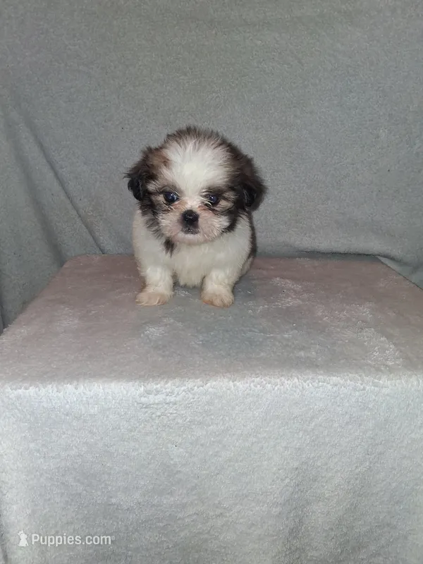 Little girl – Shih Tzu puppy for sale in Fairmont, NC