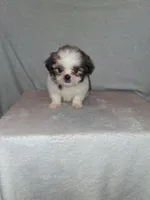 Little girl, a female Shih Tzu for sale in Fairmont, NC – 1 of 5