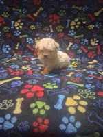 Baby boy, a male Maltipoo and Poodle - Toy  for sale in Fairmont, NC – 2 of 5