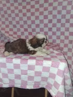 Handsome man, a male Shih Tzu for sale in Fairmont, NC – 5 of 7