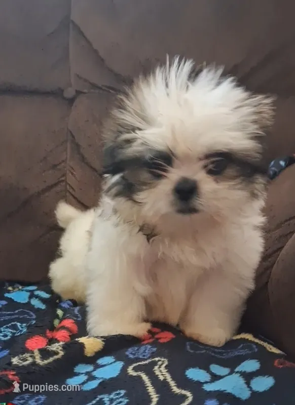 Little guy – Shih Tzu puppy for sale in Fairmont, NC