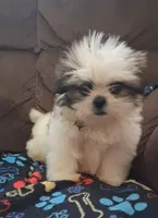 Little guy, a male Shih Tzu for sale in Fairmont, NC – 1 of 2