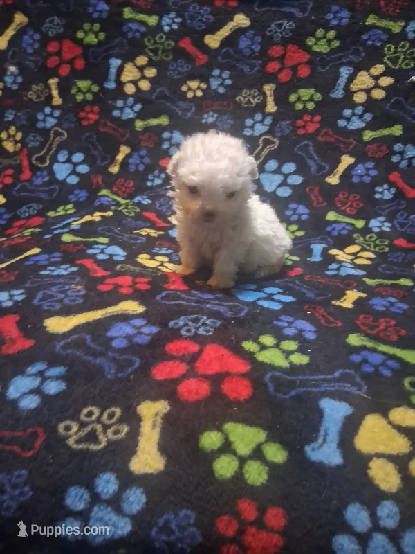 Tiny boy – Maltipoo, Poodle - Toy  puppy for sale in Fairmont, NC