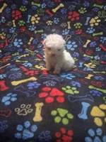 Tiny boy, a male Maltipoo and Poodle - Toy  for sale in Fairmont, NC – 1 of 4
