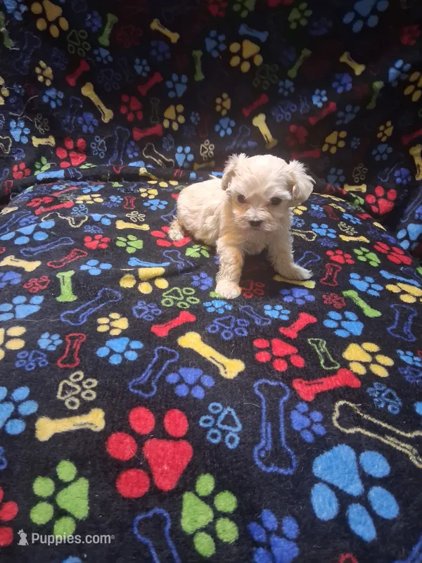 Baby girl – Maltipoo, Poodle - Toy  puppy on hold in Fairmont, NC