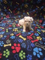 Baby girl, a female Maltipoo and Poodle - Toy  for sale in Fairmont, NC – 1 of 2