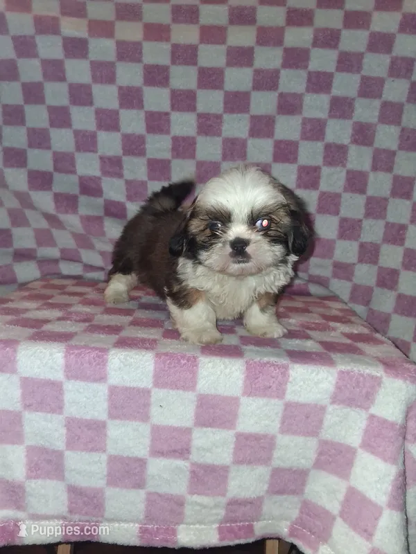 Handsome man – Shih Tzu puppy for sale in Fairmont, NC