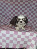 Handsome man, a male Shih Tzu for sale in Fairmont, NC – 1 of 7