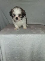 Little girl, a female Shih Tzu for sale in Fairmont, NC – 4 of 5