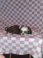 Handsome man, a male Shih Tzu for sale in Fairmont, NC – 7 of 7