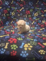 Baby boy, a male Maltipoo and Poodle - Toy  for sale in Fairmont, NC – 3 of 5