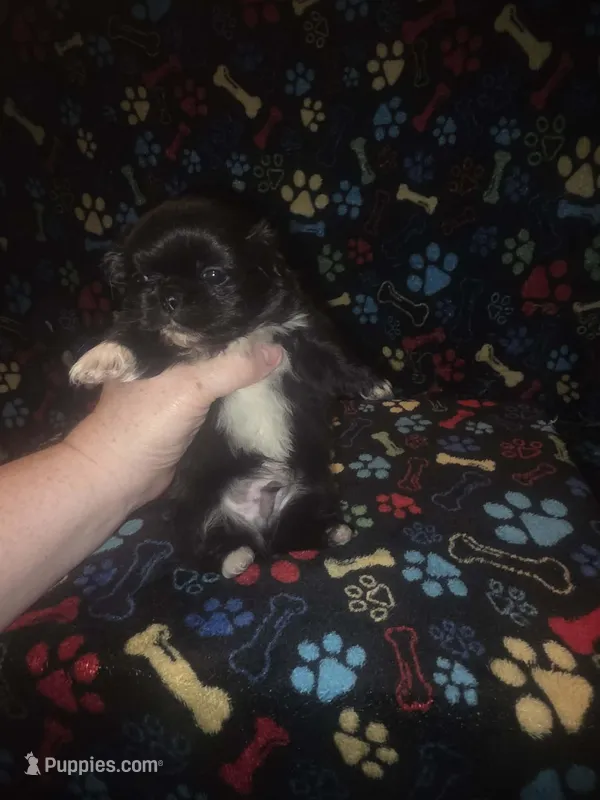 Big boy , a male Pekingese for sale in Fairmont, NC – 1 of 2