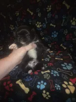 Big boy , a male Pekingese for sale in Fairmont, NC – 1 of 2