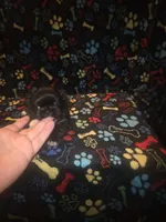 Big boy , a male Pekingese for sale in Fairmont, NC – 2 of 2