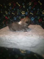 Little boy, a male Pekingese for sale in Fairmont, NC – 2 of 5