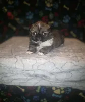 Little boy, a male Pekingese for sale in Fairmont, NC – 3 of 5