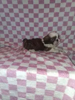 Handsome man, a male Shih Tzu for sale in Fairmont, NC – 2 of 7