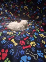 Baby girl, a female Maltipoo and Poodle - Toy  for sale in Fairmont, NC – 2 of 2