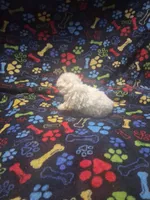 Tiny boy, a male Maltipoo and Poodle - Toy  for sale in Fairmont, NC – 2 of 4