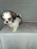 Little girl, a female Shih Tzu for sale in Fairmont, NC – 3 of 5