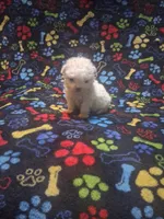 Tiny boy, a male Maltipoo and Poodle - Toy  for sale in Fairmont, NC – 4 of 4