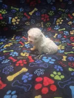 Tiny boy, a male Maltipoo and Poodle - Toy  for sale in Fairmont, NC – 3 of 4