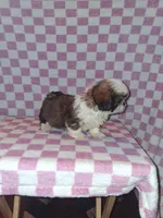 Handsome man, a male Shih Tzu for sale in Fairmont, NC – 3 of 7