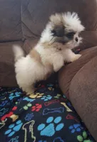 Little guy, a male Shih Tzu for sale in Fairmont, NC – 2 of 2