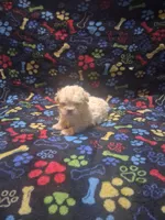Baby boy, a male Maltipoo and Poodle - Toy  for sale in Fairmont, NC – 4 of 5