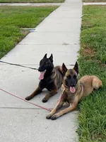 Light Blue Collar Female, a female Belgian Malinois for sale in Fort Meade, FL – 4 of 4