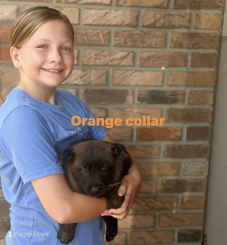 Orange Collar Female  – Belgian Malinois puppy for sale in Fort Meade, FL