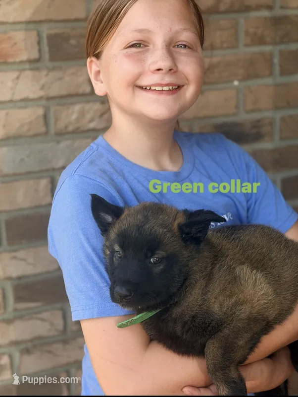 Green Collar Female – Belgian Malinois puppy for sale in Fort Meade, FL