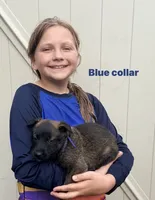 Blue Collar Female, a female Belgian Malinois for sale in Fort Meade, FL – 1 of 5