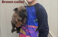 Brown collar, a female Belgian Malinois for sale in Fort Meade, FL – 4 of 9